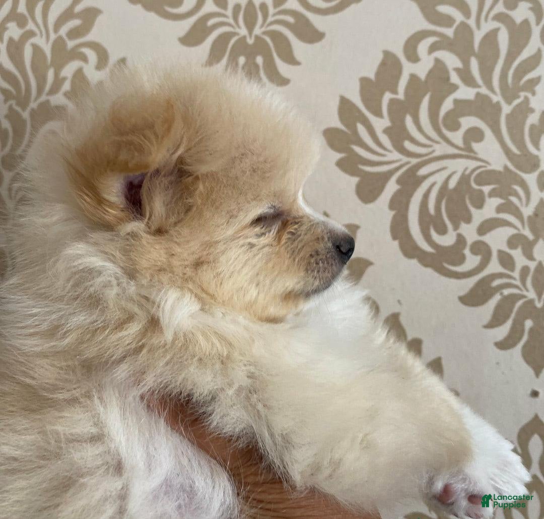 Pomeranian dogs for sale: Sally - Image 5