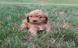 Cavapoo dogs for sale: Axel - Image 5