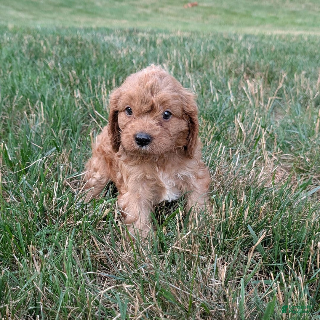 Cavapoo dogs for sale: Axel - Image 5
