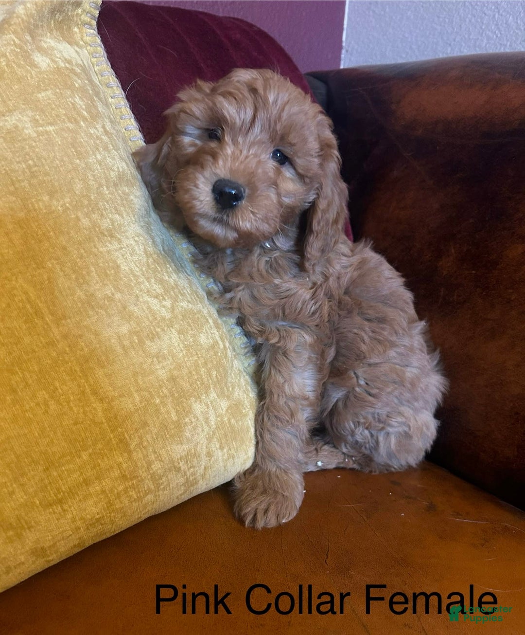 Goldendoodle dogs for sale: Goldendoodle 6 puppies - Image 2