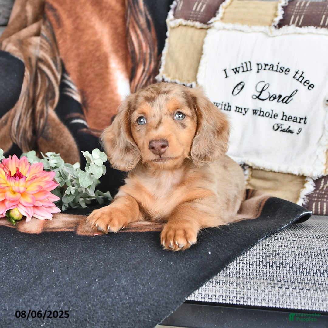 Miniature Dachshund dogs for sale: Blondie Boy - Image 2