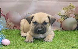 Catahoula Leopard Dog dogs for sale: Goldie 2025 M2 - Image 19
