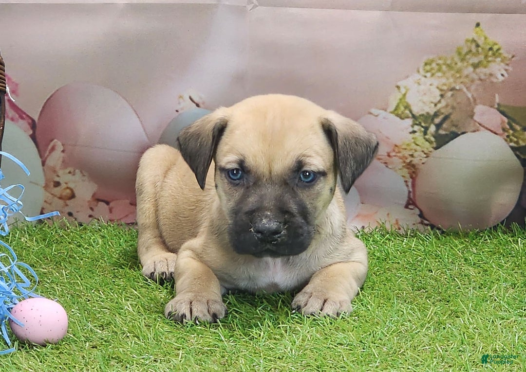 Catahoula Leopard Dog dogs for sale: Goldie 2025 M2 - Image 19