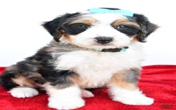 Mini Bernedoodle dogs for sale: Mini Bernedoodle 5 puppies - Image 18