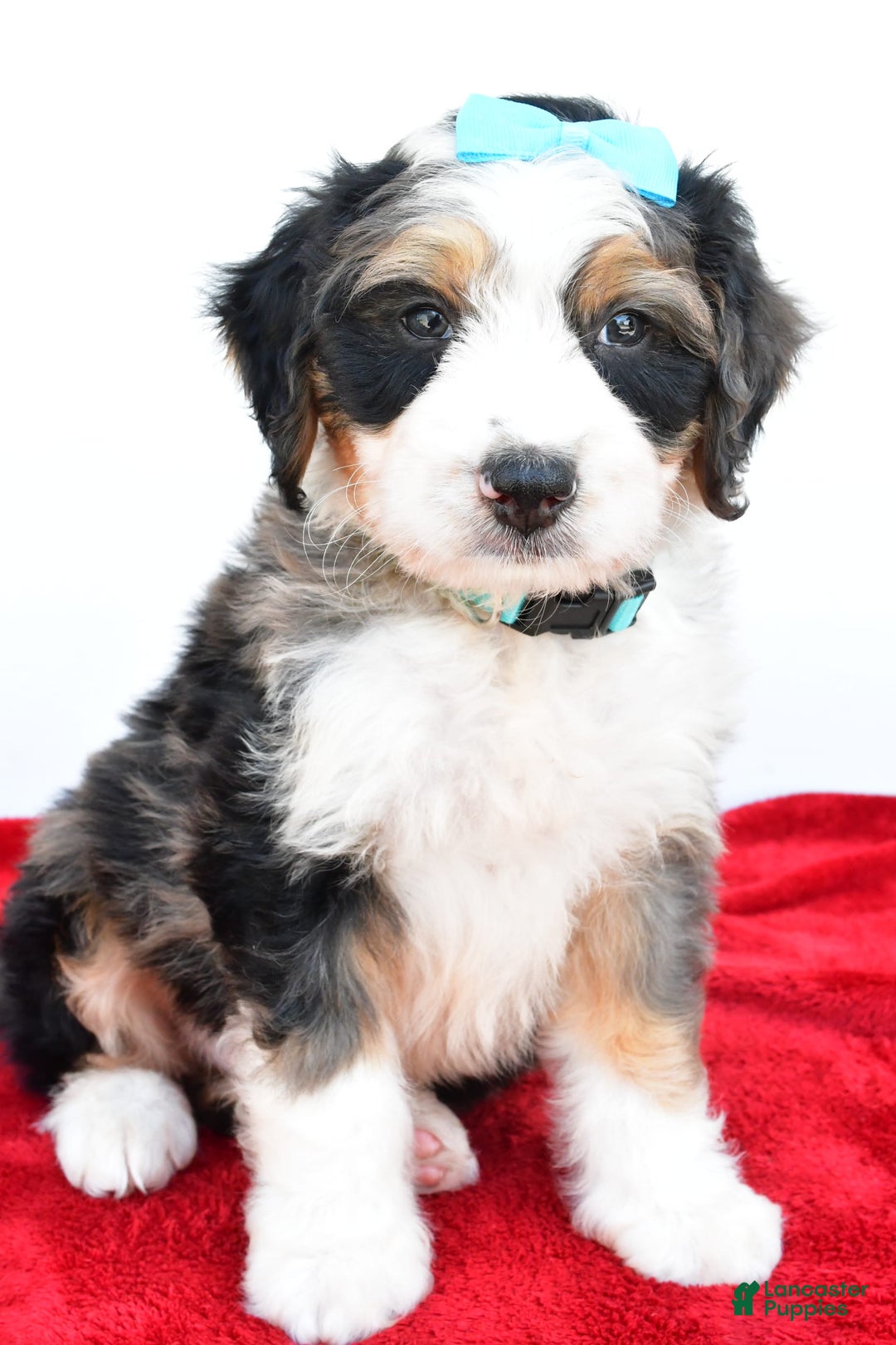 Mini Bernedoodle dogs for sale: Mini Bernedoodle 5 puppies - Image 18