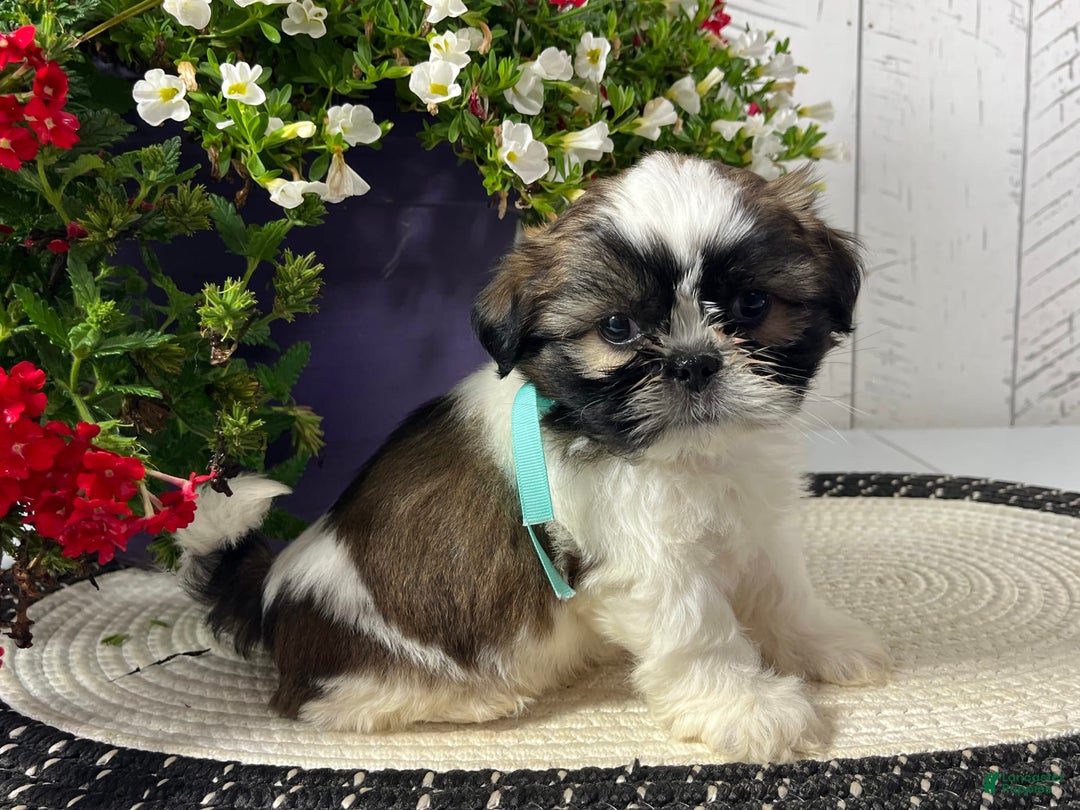 Shih Tzu dogs for sale: Brutus - Image 1
