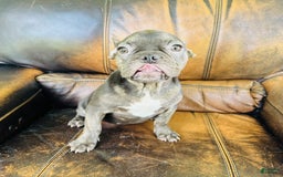 French Bulldog dogs for sale: Buddy - Image 21