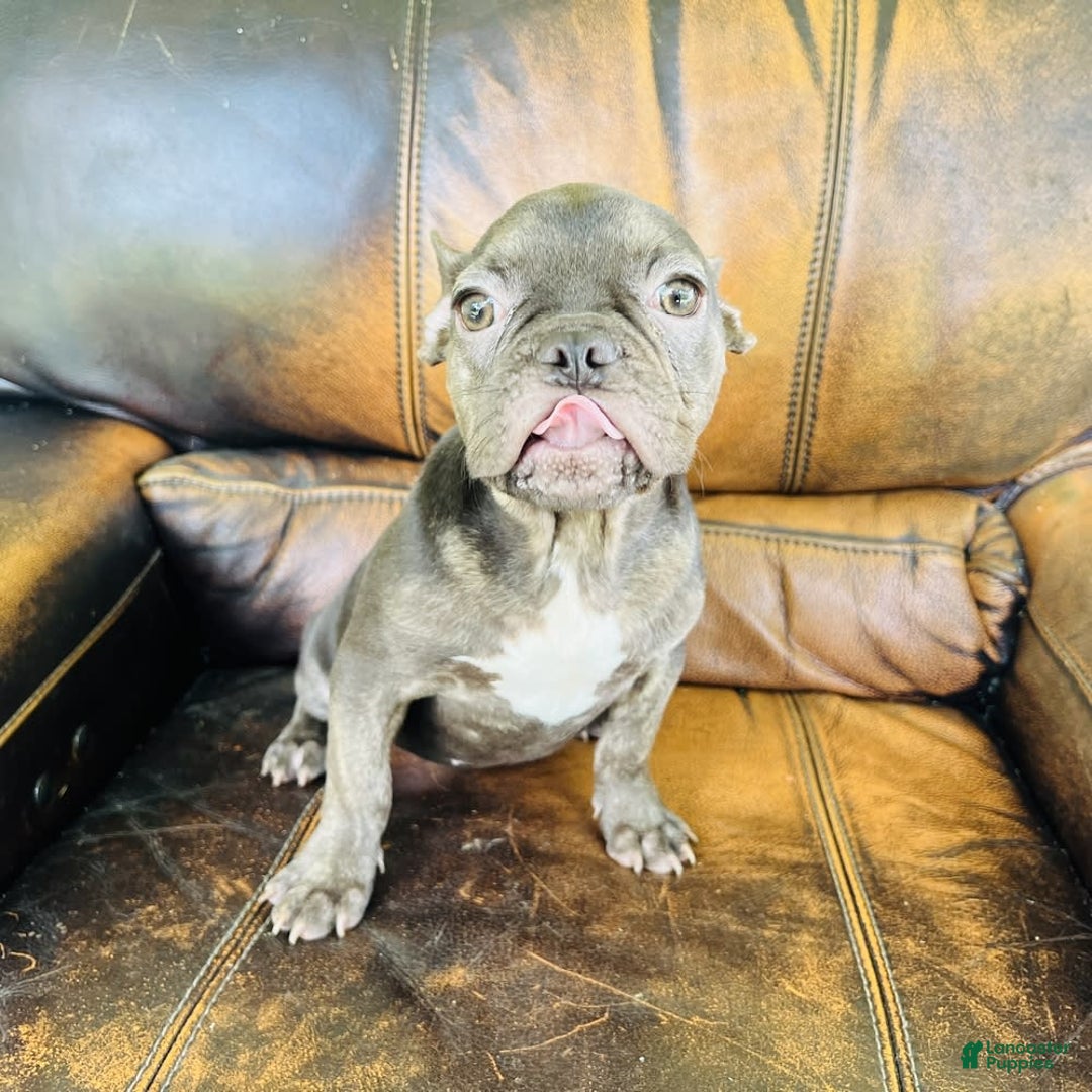 French Bulldog dogs for sale: Buddy - Image 21