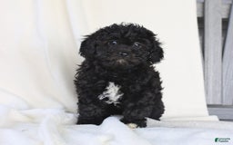 Havapoo dogs for sale: Lucky - Image 5