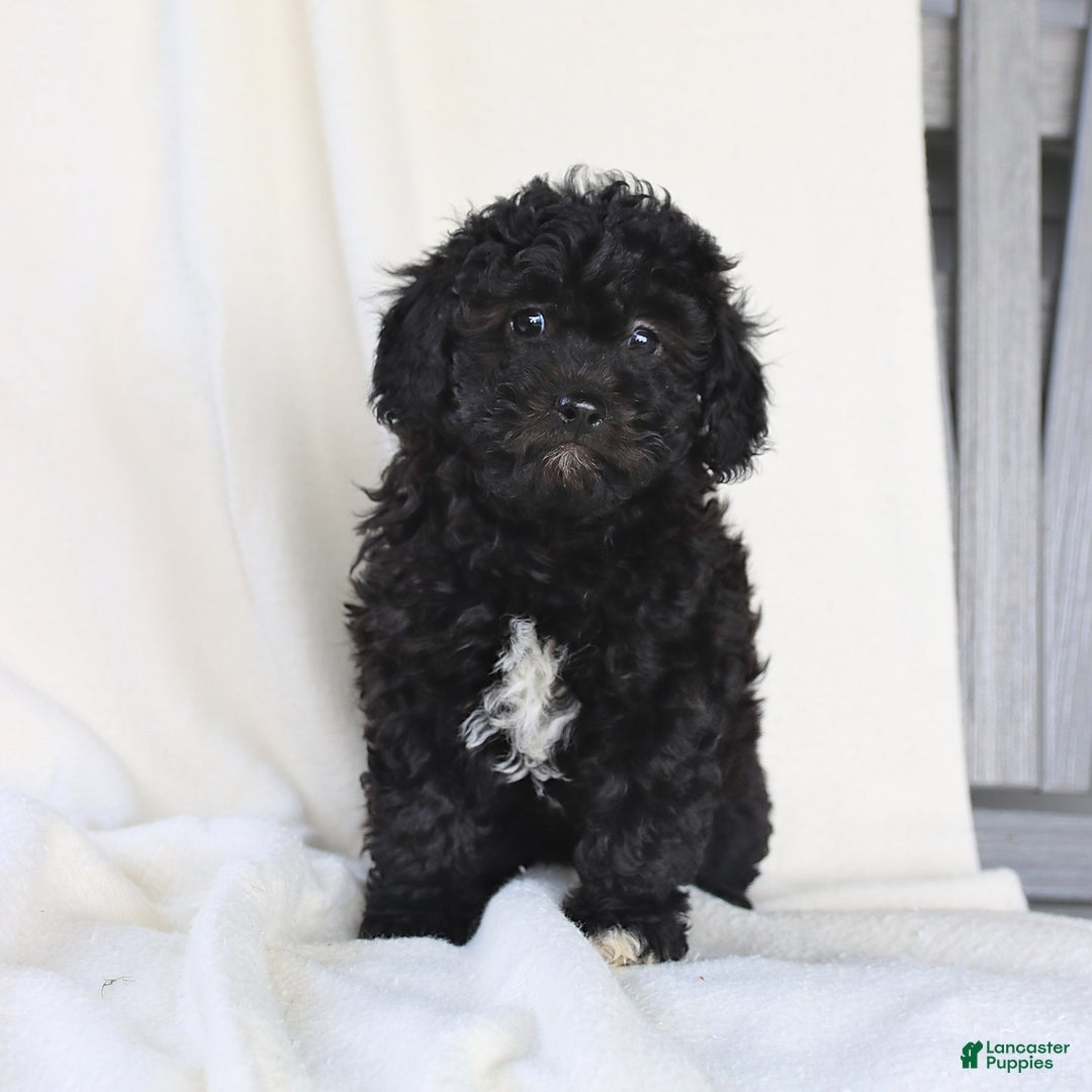 Havapoo dogs for sale: Lucky - Image 5