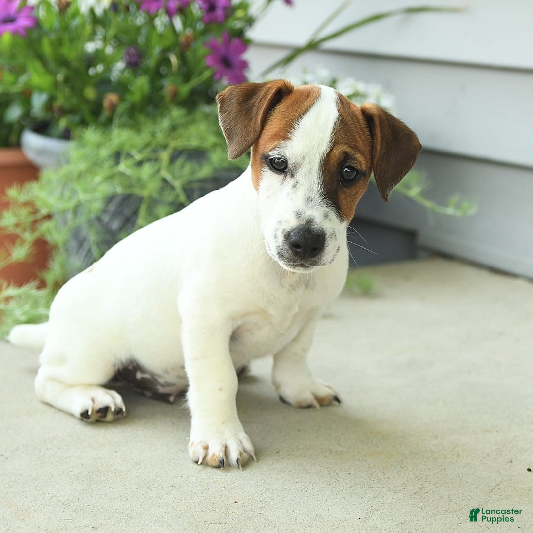 Jack Russell Terrier dogs for sale: Joey - Image 9