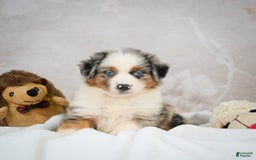 Miniature Australian Shepherd dogs for sale: Isabella - Image 6