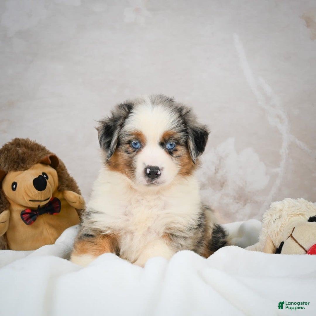 Miniature Australian Shepherd dogs for sale: Isabella - Image 6