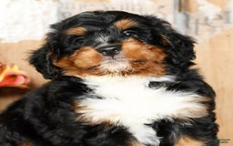 Mini Bernedoodle dogs for sale: Treyston - Image 5