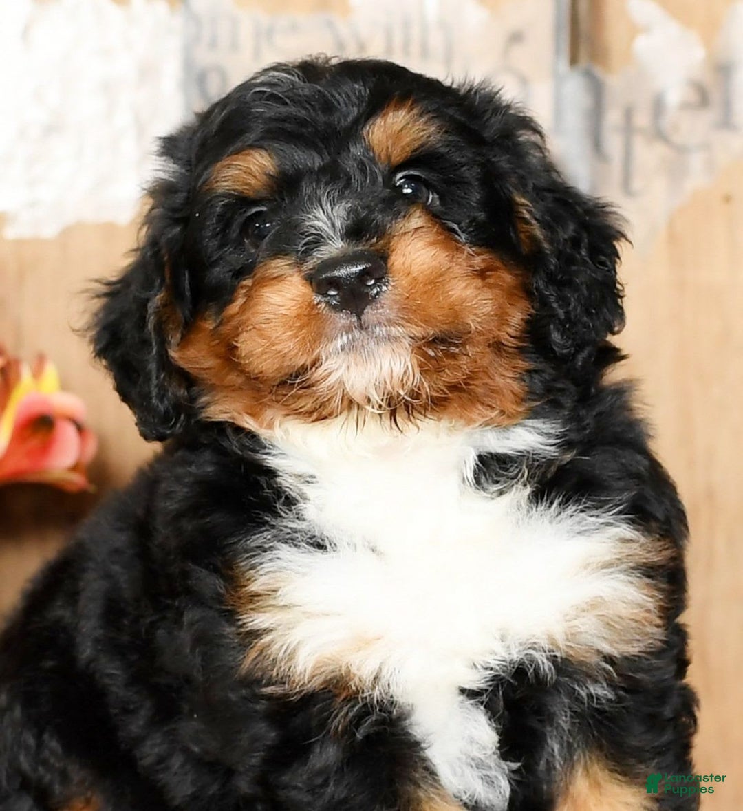 Mini Bernedoodle dogs for sale: Treyston - Image 5