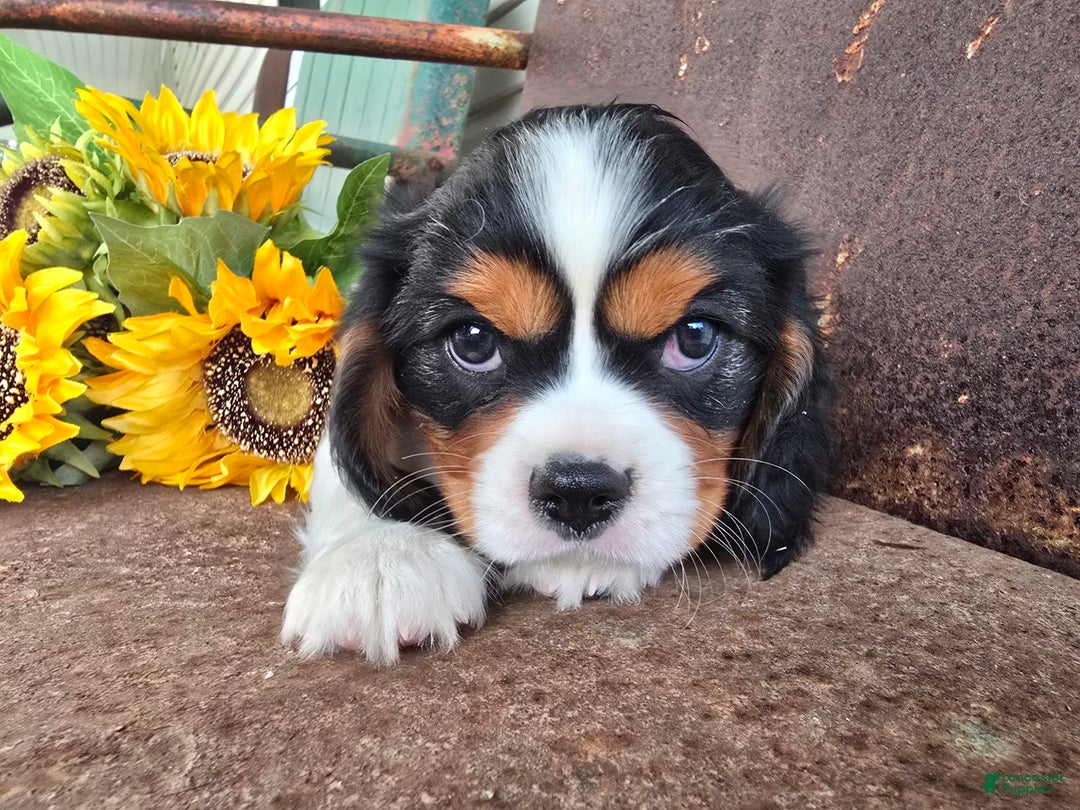 Cavalier King Charles Spaniel dogs for sale: Dane Small Tri Colored Male - Image 8