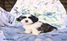 Shih Tzu dogs for sale: Krystal - Image 1