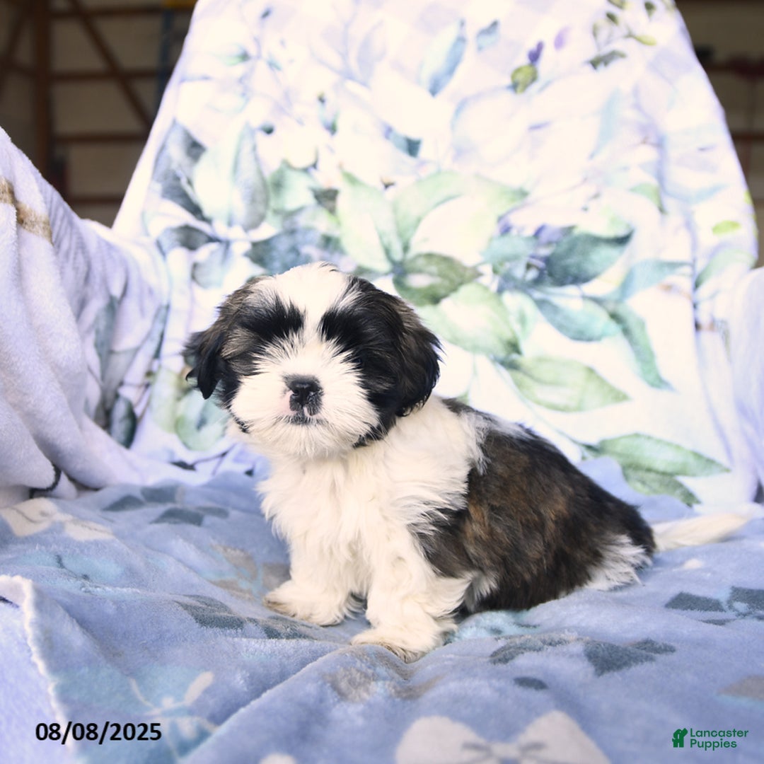 Shih Tzu dogs for sale: Krystal - Image 1