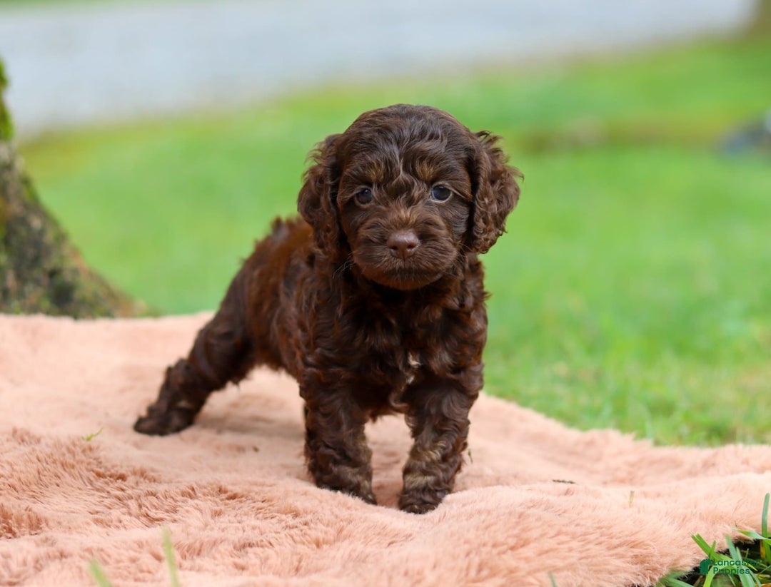 Cockapoo dogs for sale: Akira - Image 5