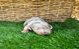 Miniature Dachshund dogs for sale: Cinderella - Image 2