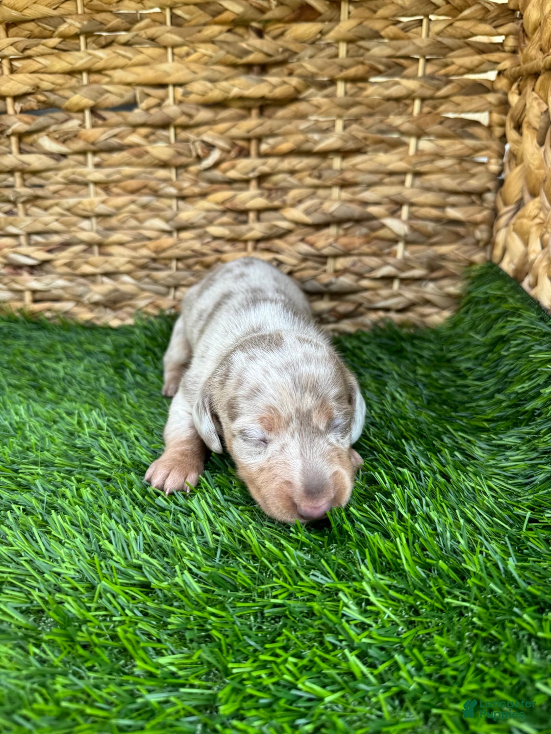 Miniature Dachshund dogs for sale: Cinderella - Image 2