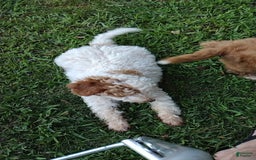 Mini Goldendoodle dogs for sale: Tippy - Image 4