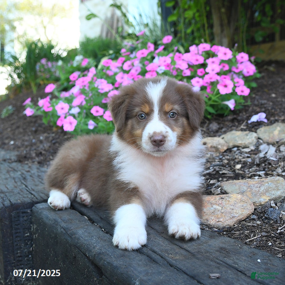 Australian Shepherd dogs for sale: Bubbles - Image 4