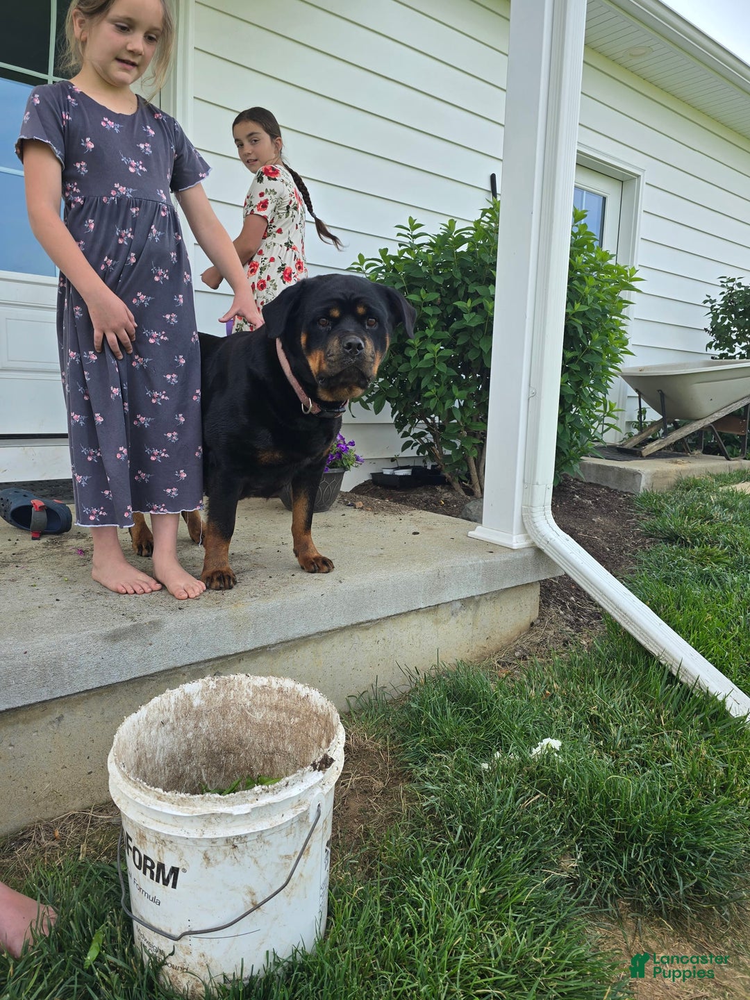 Rottweiler dogs for sale: Durango - Image 6