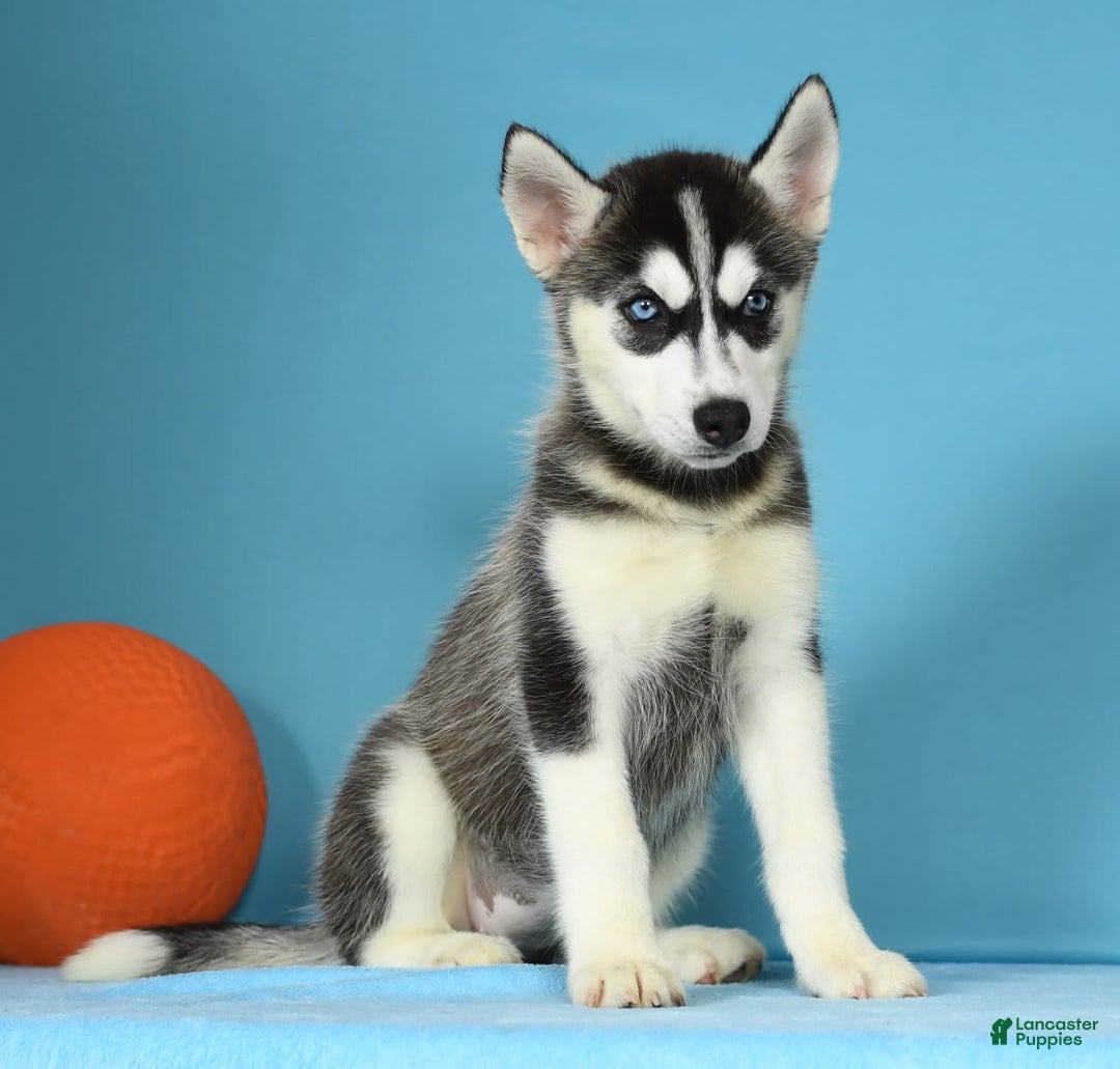 Siberian Husky dogs for sale: Mitzy - Image 2