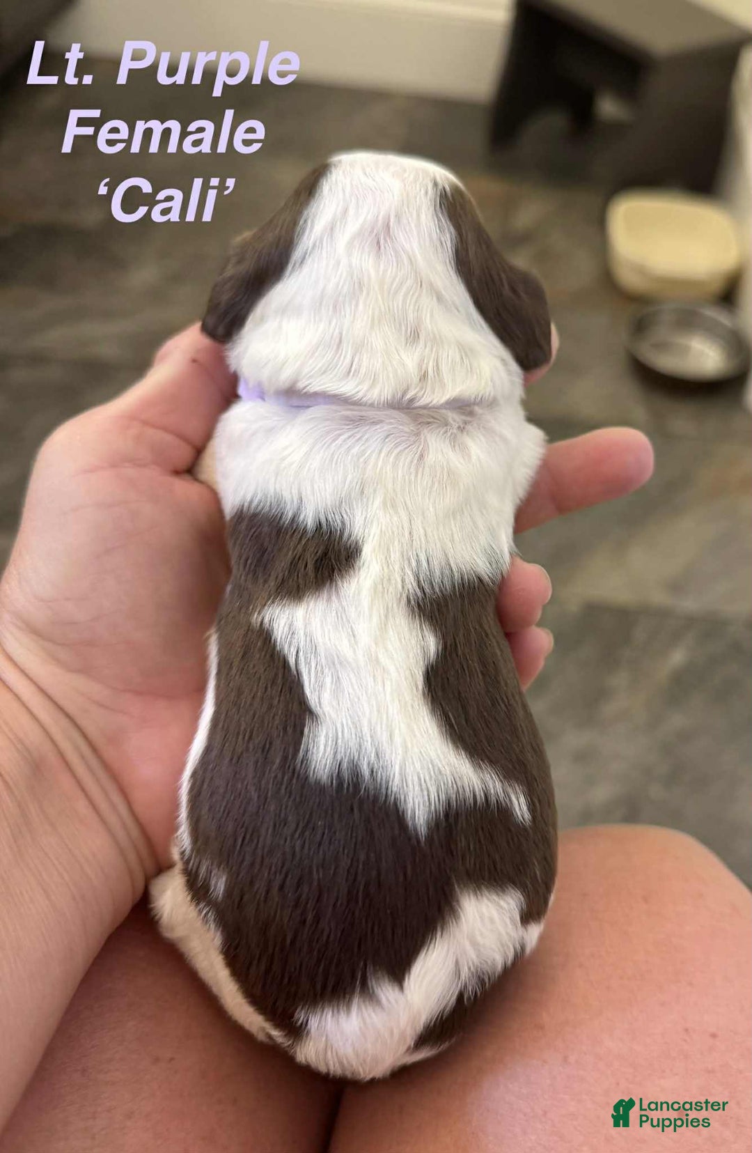 English Springer Spaniel dogs for sale: Cali - Image 6