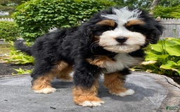 Mini Bernedoodle dogs for sale: 🧡 Boston Ma 🧡 Mini Bernedoodle - Image 4