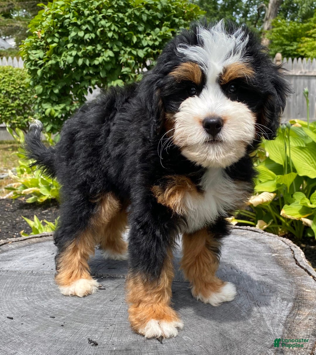 Mini Bernedoodle dogs for sale: 🧡 Boston Ma 🧡 Mini Bernedoodle - Image 4