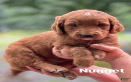 Goldendoodle dogs for sale: Nugget - Image 4