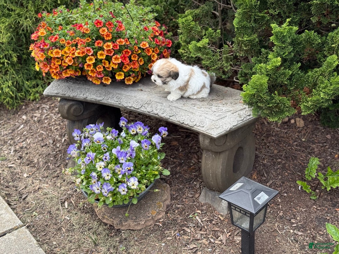 Teddy Bear dogs for sale: Razzle - Image 3