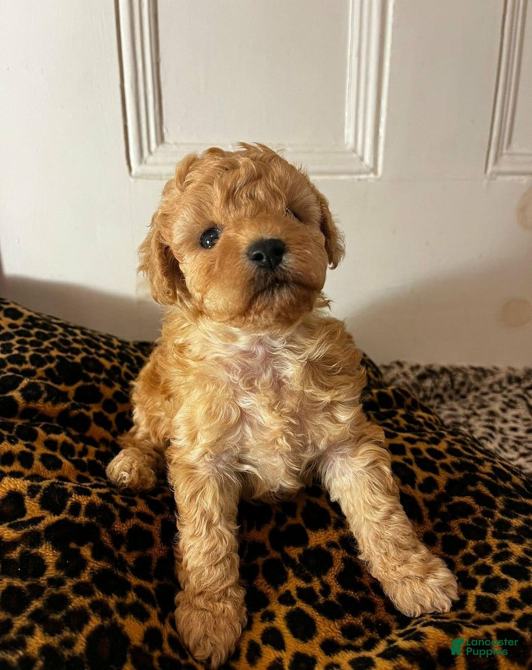 Maltipoo dogs for sale: Naya - Image 2