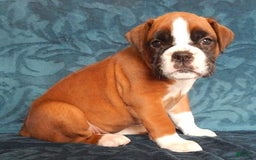 Boxer dogs for sale: Catie - Image 1