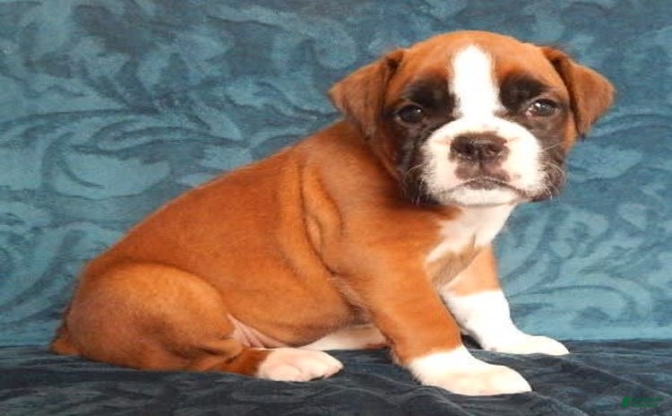 Boxer dogs for sale - Ad 3