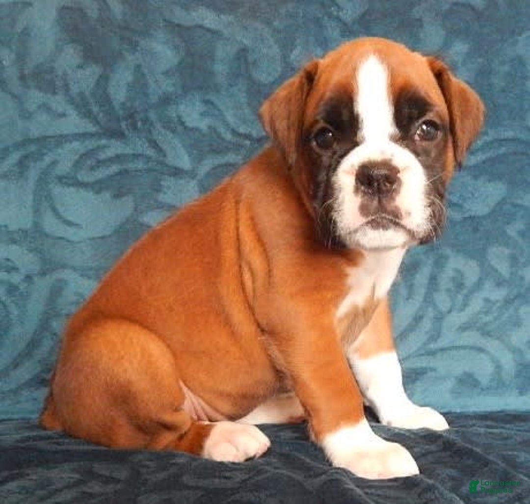 Boxer dogs for sale: Catie - Image 1