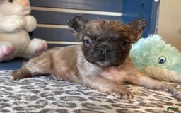 French Bulldog dogs for sale: Lucky - Image 3