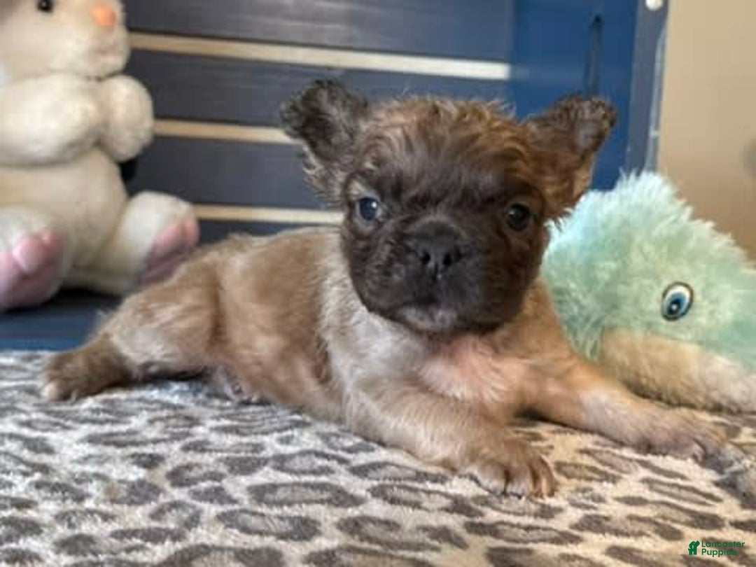 French Bulldog dogs for sale: Lucky - Image 3