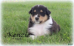categoriesInfo:categoryAttributeOptions.pets.dogs.breed.roughCollie dogs for sale: Kenzie - Image 13