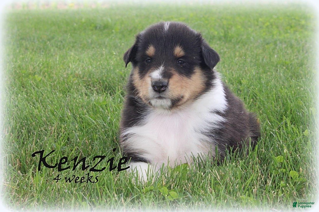 categoriesInfo:categoryAttributeOptions.pets.dogs.breed.roughCollie dogs for sale: Kenzie - Image 13