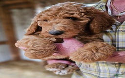 Standard Poodle dogs for sale: Ma Standard - Image 3