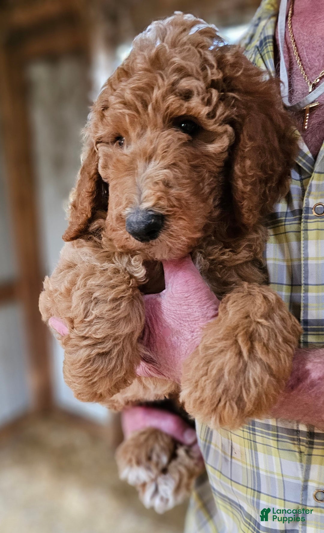 Standard Poodle dogs for sale: Ma Standard - Image 3