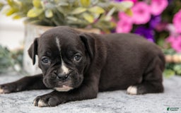 Boxer dogs for sale: Scooter - Image 4