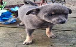 Pomchi dogs for sale: Spanky - Image 2
