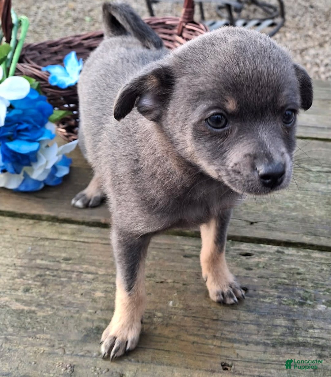 Pomchi dogs for sale: Spanky - Image 2