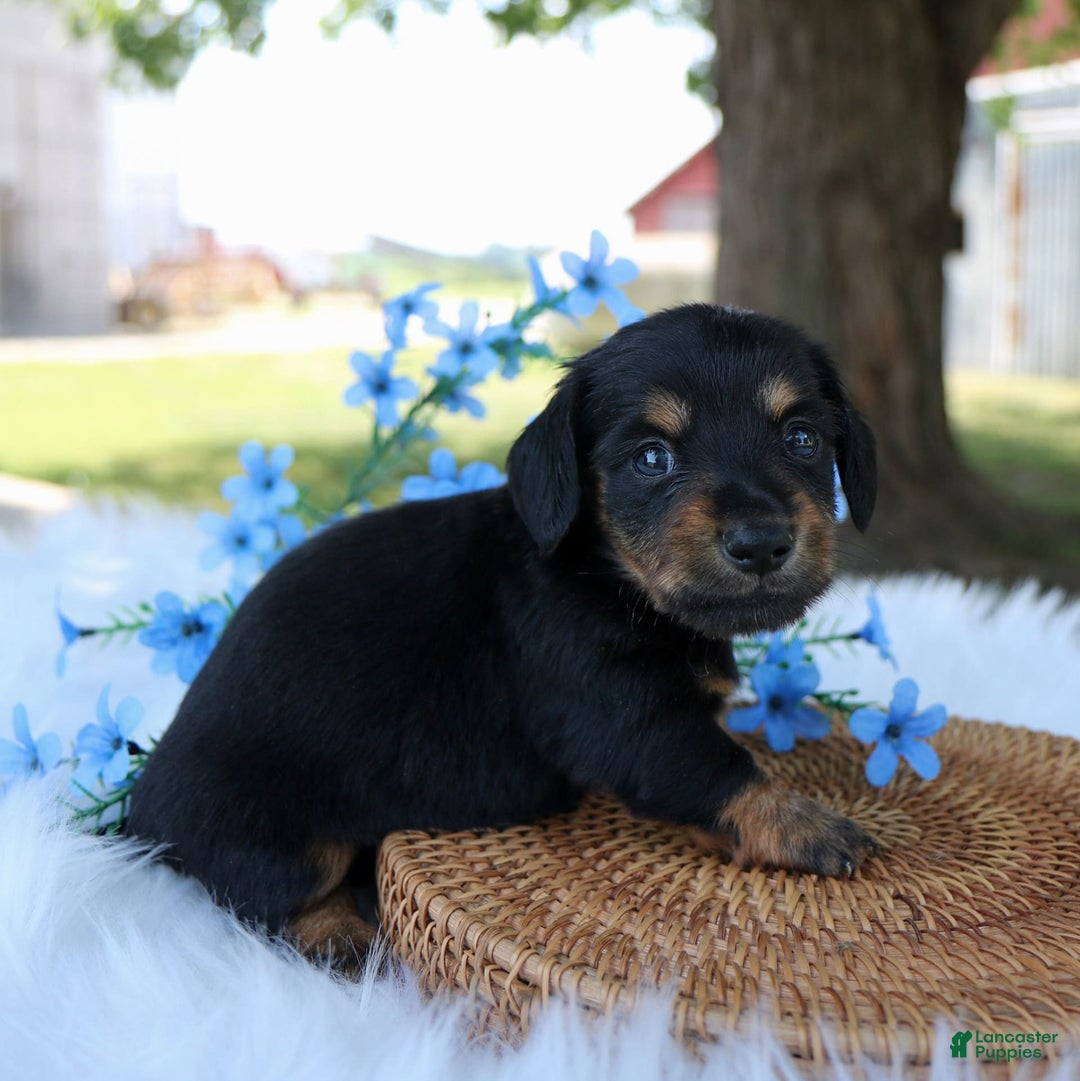 Miniature Dachshund dogs for sale: Sammy - Image 3