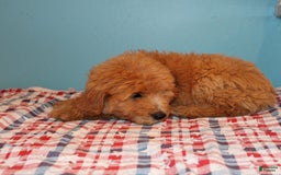 Mini Goldendoodle dogs for sale: Mack Mini - Image 4