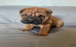 Shar Pei dogs for sale: Armani Squishy-face - Image 14